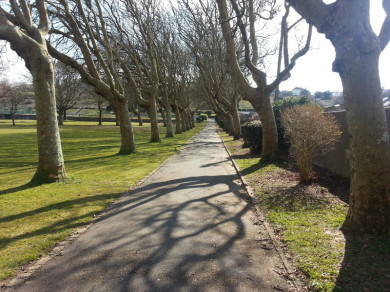 Tree-lined pathway in memorial park